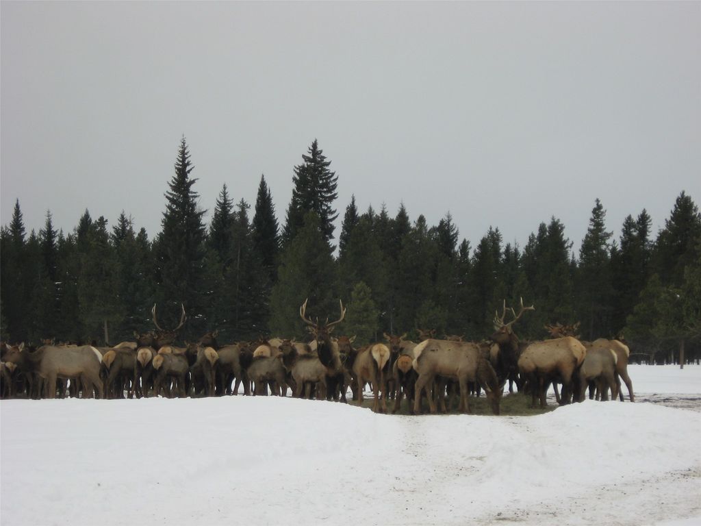 8500 North Fork Road, Polebridge, MT 59928 photo 126