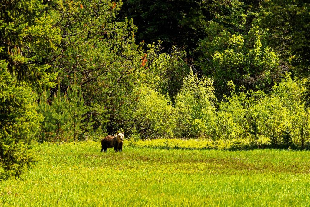 8500 North Fork Road, Polebridge, MT 59928 photo 29