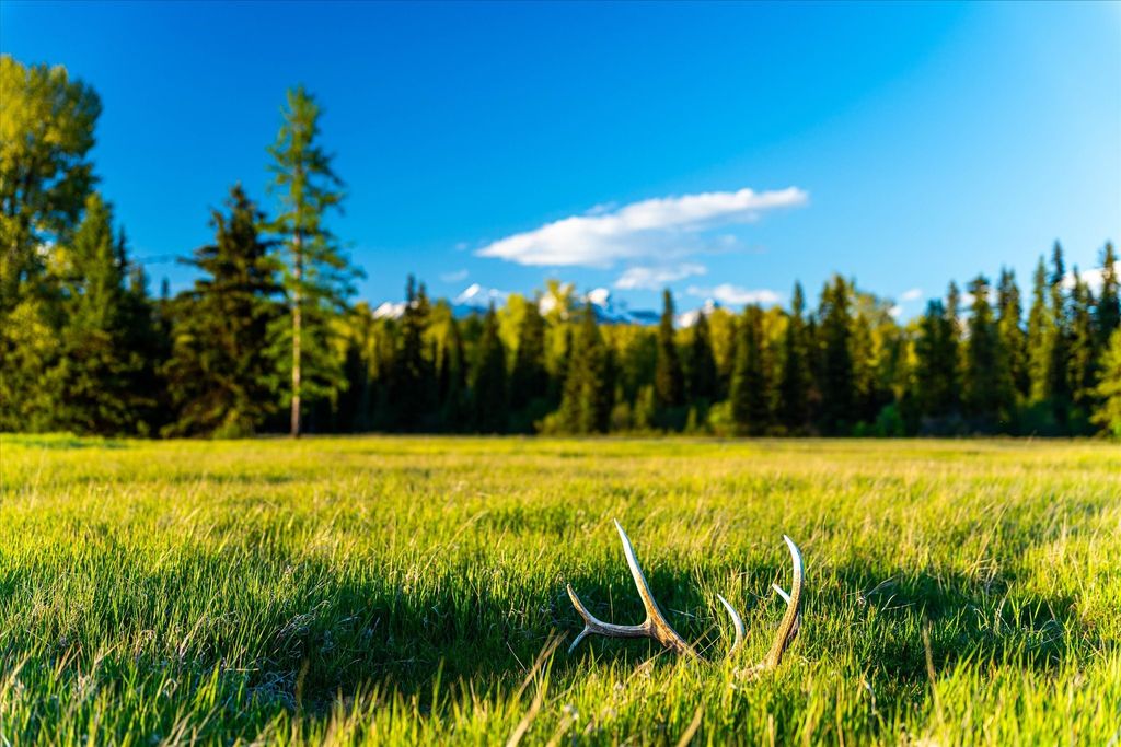 8500 North Fork Road, Polebridge, MT 59928 photo 8