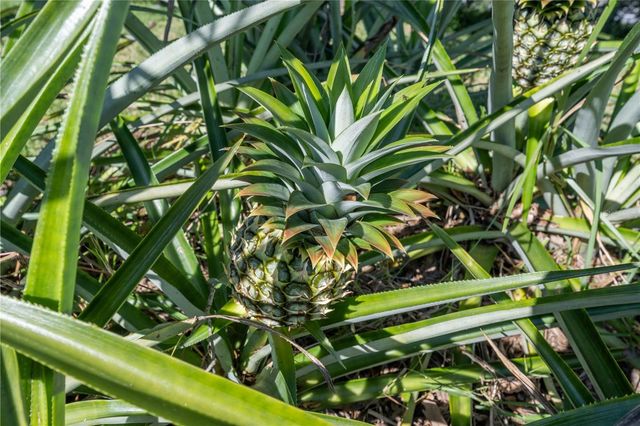 775 PRINCETON DRIVE, Clermont, FL 34711