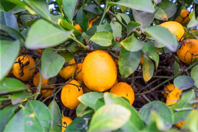 5001 Boyd Dr, Carmichael, CA 95608