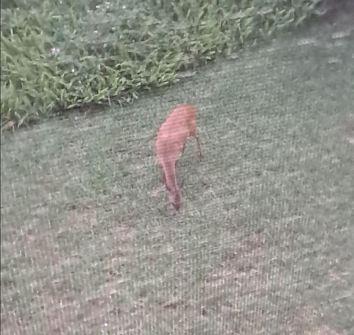 32 Navarra Ct, St Augustine, FL 32086