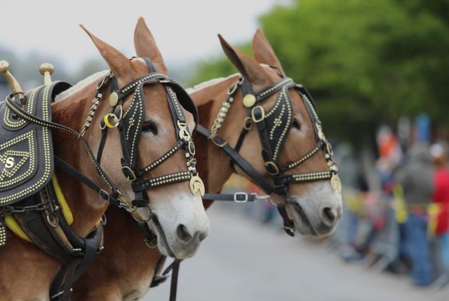 1119 High St, S, Columbia, TN 38401