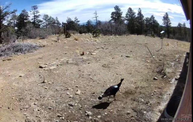 13333 Stonewall Parallel Rd., Weston, CO 81091