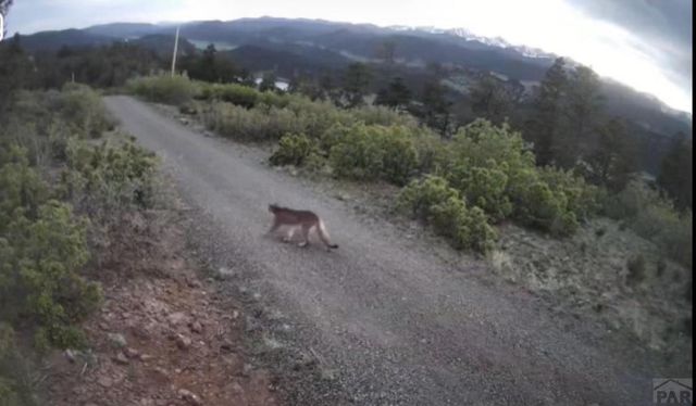 13333 Stonewall Parallel Rd., Weston, CO 81091