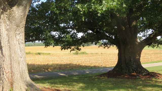 1318 Vise Loop, Decaturville, TN 38329