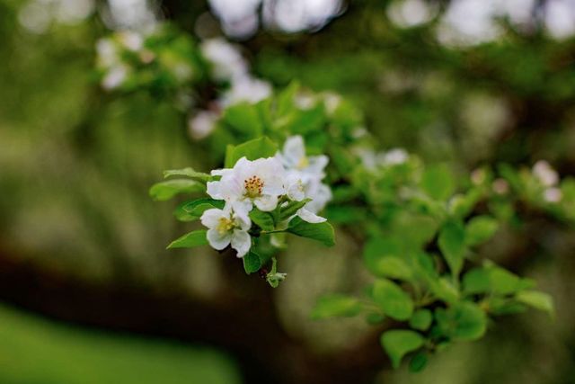 1312 Macintosh Hill Road, Bethel, VT 05060