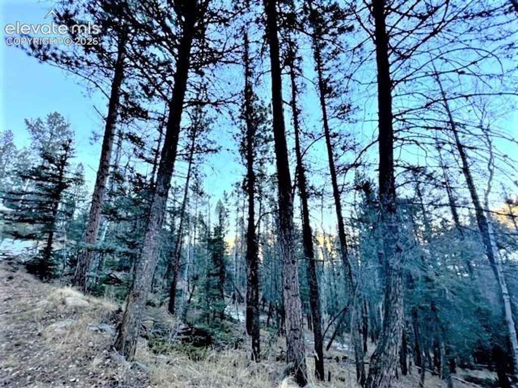 233 Rabbil Creek Trail, Florissant, CO 80816 — photo 4