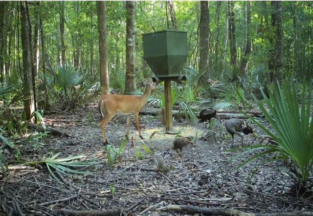 0 Highway 78, Ridgeville, SC 29472