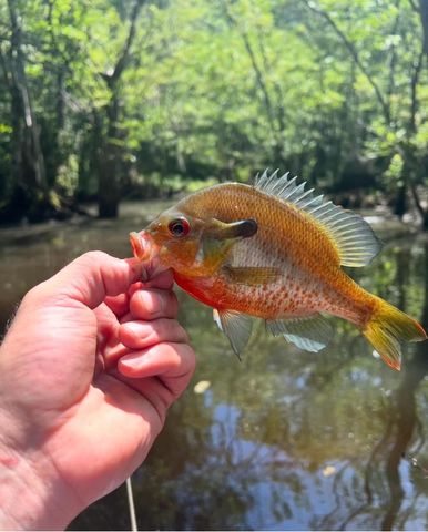 0 Highway 78, Ridgeville, SC 29472