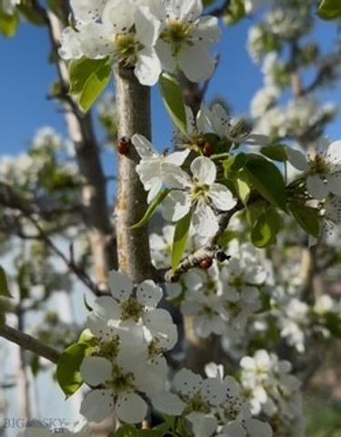 113 10th Street, Belgrade, MT 59714