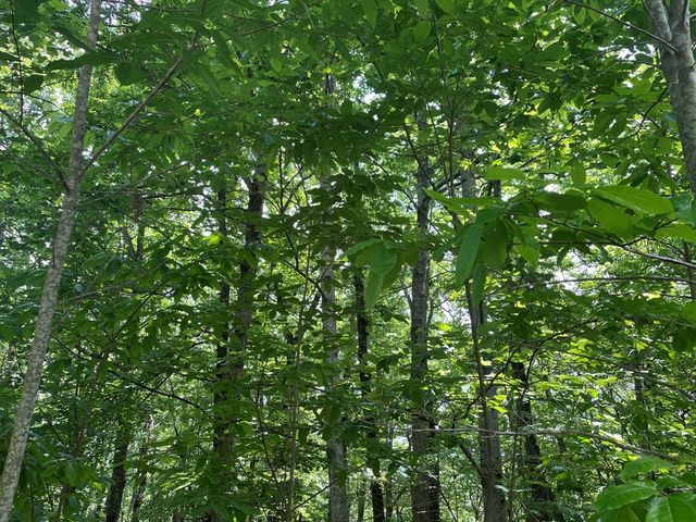 Lot 11 Brumby Run, Blairsville, GA 30512
