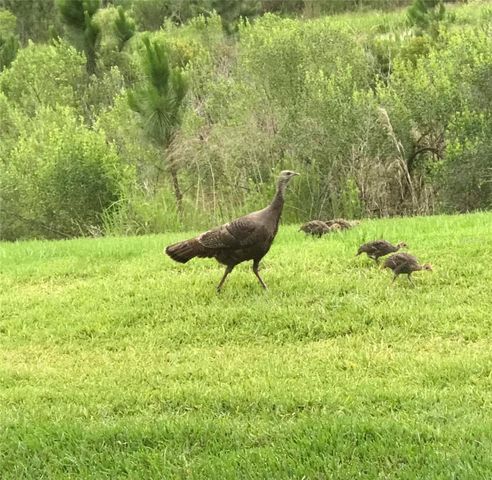 962 UMBRIA DRIVE, Poinciana, FL 34759