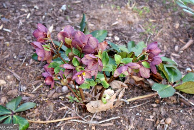 1146 Lakeshore Drive, Gainesville, GA 30501