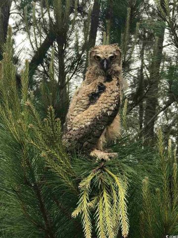 2104 Wood Stork Dr., Conway, SC 29526