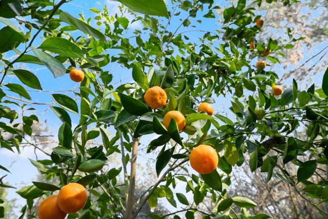 6810 Couey Ln, Penryn, CA 95663