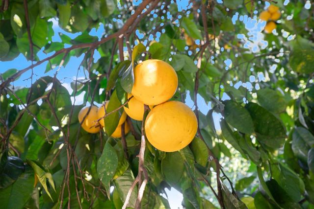 6810 Couey Ln, Penryn, CA 95663