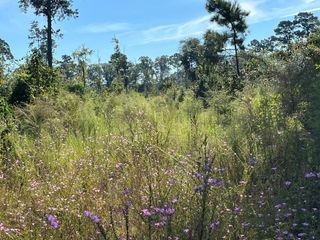 TBD Fm 1745, Colmesneil, TX 75938