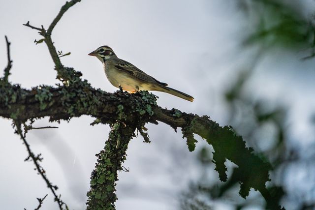 0 Jung Rd, Harper, TX 78631