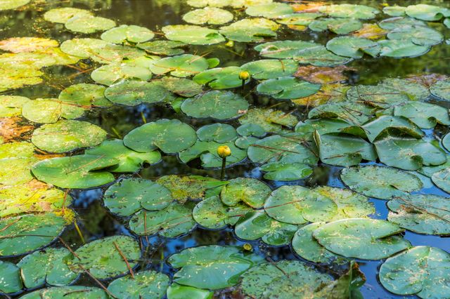 426 Nursery Road, The Woodlands, TX 77380