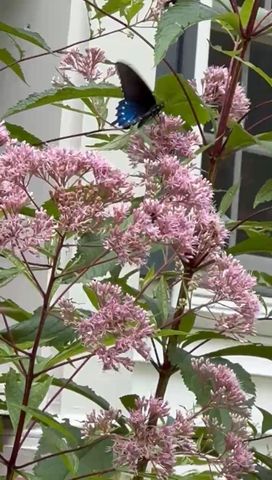 965 Signal Road, Signal Mountain, TN 37377