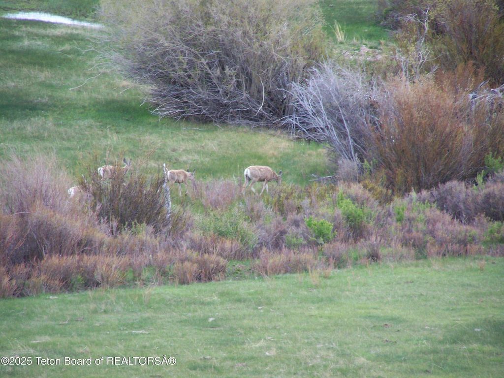 139 N PINEY LAKE 23-159, Big Piney, WY 83113 photo 39