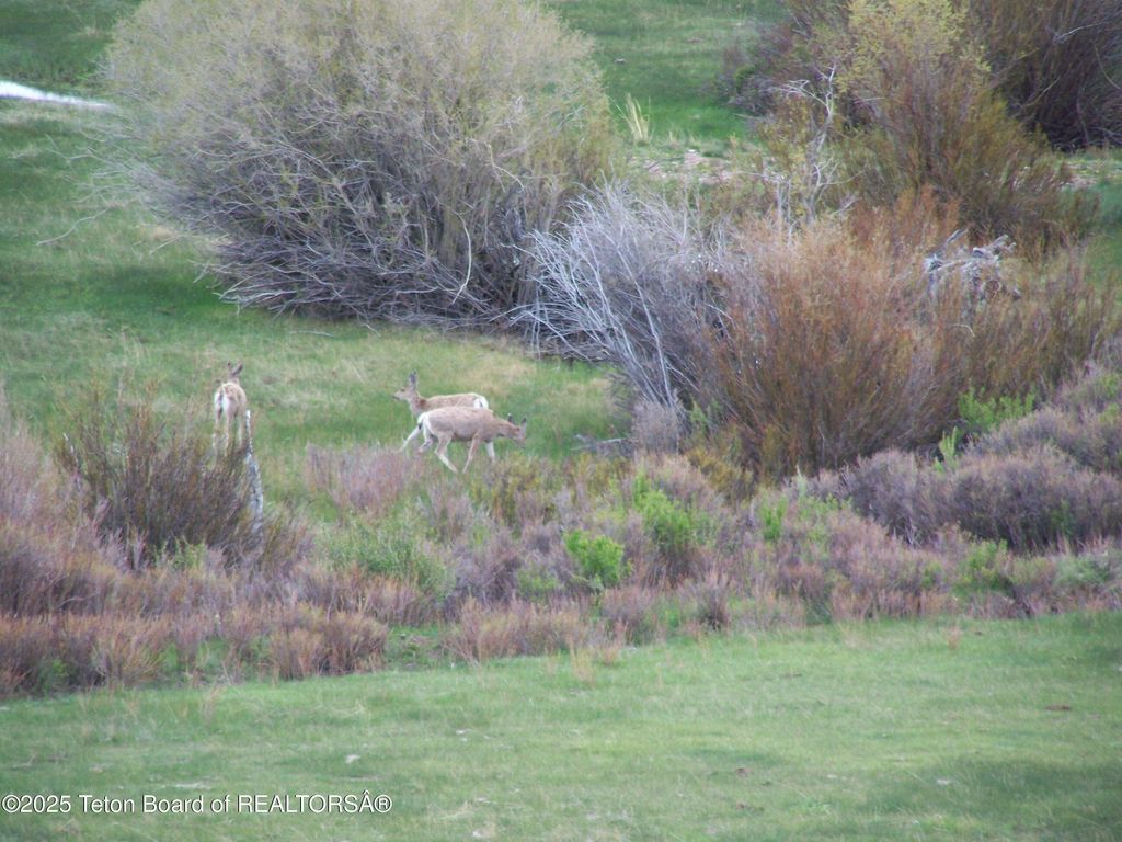 139 N PINEY LAKE 23-159, Big Piney, WY 83113 photo 40