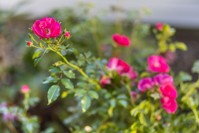 34 Lake Drive, Orleans, MA 02653