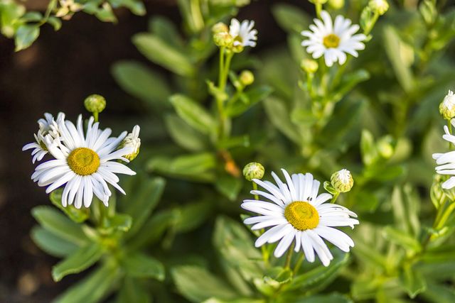 34 Lake Drive, Orleans, MA 02653