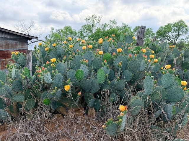 3980 Highway 173, Jourdanton, TX 78026