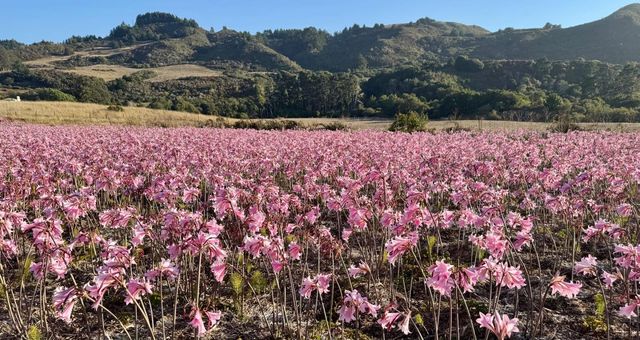 14251 Pescadero Creek Road 4, La Honda, CA 94020
