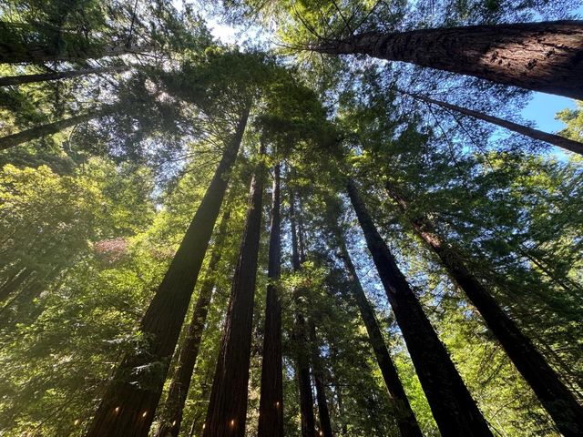 14251 Pescadero Creek Road 4, La Honda, CA 94020