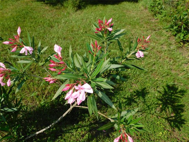 247 Warbler Lane, Livingston, TX 77351