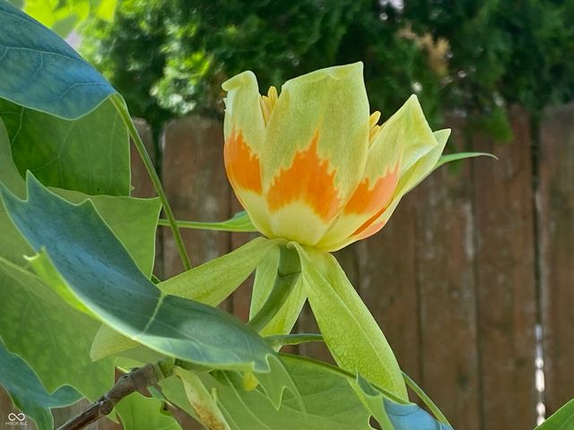 2307 N Alabama Street, Indianapolis, IN 46205