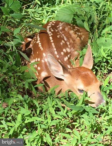 3837 GRACES CABIN, Springfield, WV 26763