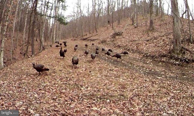 3837 GRACES CABIN, Springfield, WV 26763