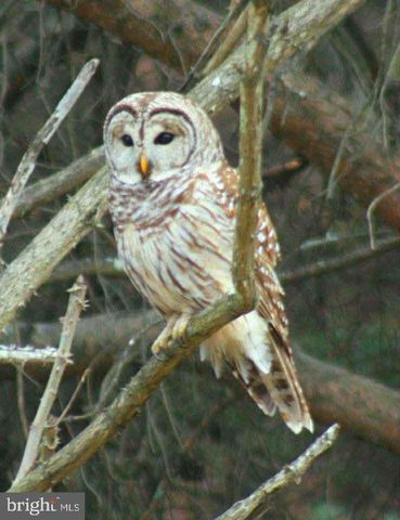 3837 GRACES CABIN, Springfield, WV 26763