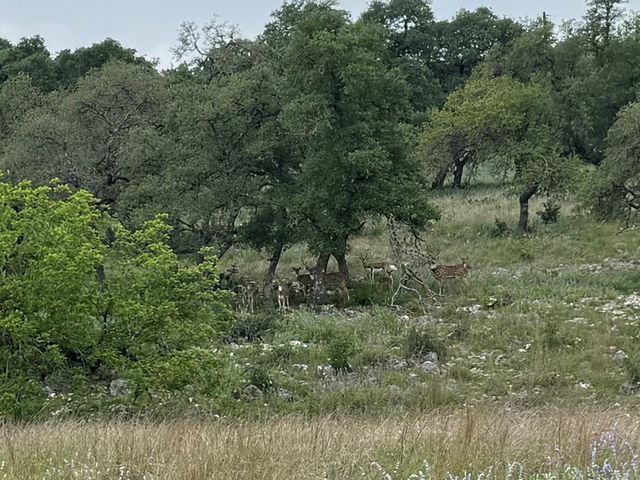 181 S Colinas Drive, Kerrville, TX 78028