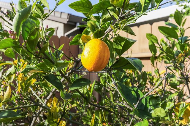 9984 Westminister, Elk Grove, CA 95757