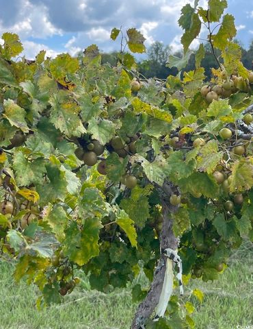 1717 Heritage Rd., Loris, SC 29569