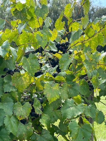 1717 Heritage Rd., Loris, SC 29569