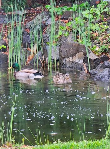 8412 Lancaster Dr., Pasco, WA 99301