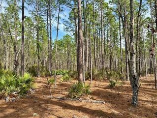 NW COUNTY ROAD 236, Bell, FL 32619