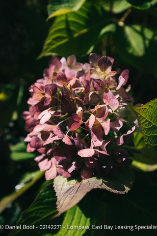 2141 Ward St, Berkeley, CA 94705