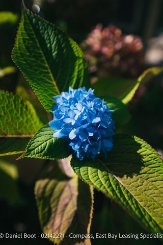 2141 Ward St, Berkeley, CA 94705