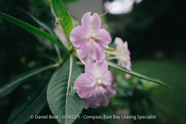 2141 Ward St, Berkeley, CA 94705