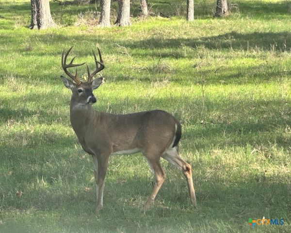 21344 Fm 2268, Holland, TX 76534