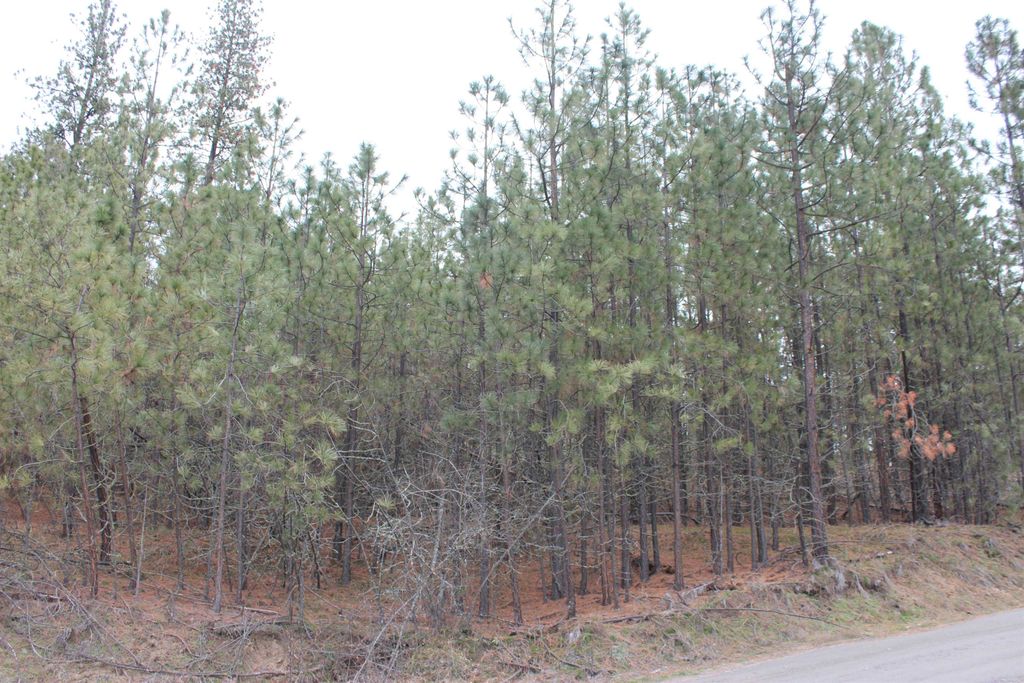 1477L College Ln, Kettle Falls, WA 99141 photo 4