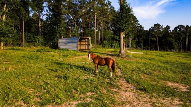 692 Rolling Pines Drive, Livingston, TX 77351
