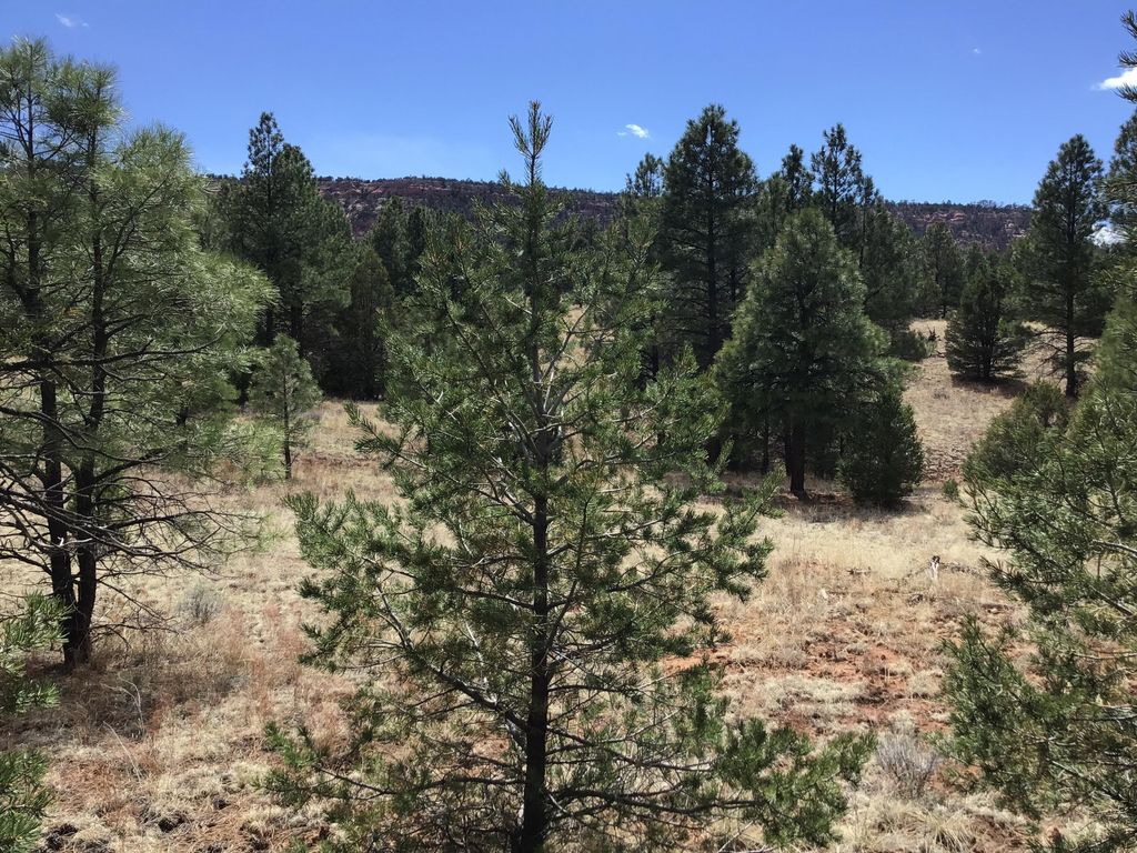 Image 15 of property listing at Lot 28 Monte Vista Lane, Ramah, NM 87321
